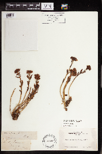 Rhodiola integrifolia image