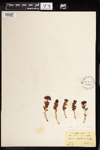 Rhodiola integrifolia image