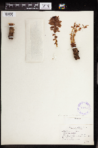 Rhodiola integrifolia image