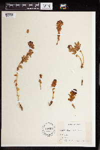 Rhodiola integrifolia image