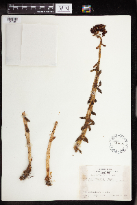 Rhodiola integrifolia image