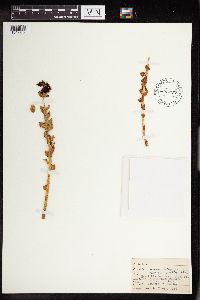 Rhodiola integrifolia image