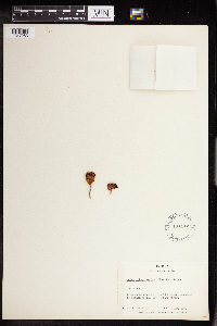 Rhodiola integrifolia image