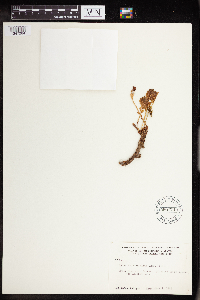 Rhodiola integrifolia image