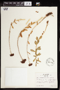 Rhodiola integrifolia image