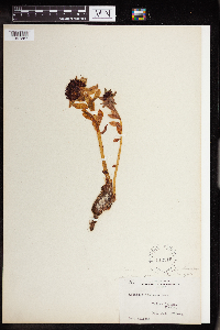 Rhodiola integrifolia image