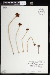 Rhodiola integrifolia image