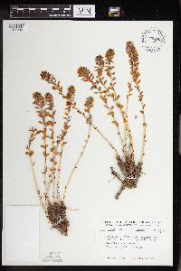 Rhodiola integrifolia image