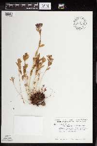 Rhodiola integrifolia image