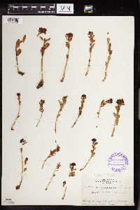 Rhodiola integrifolia image
