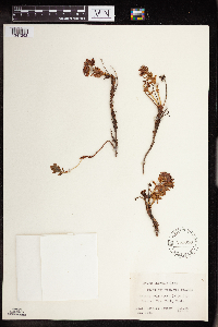 Rhodiola integrifolia image