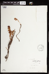 Rhodiola integrifolia image