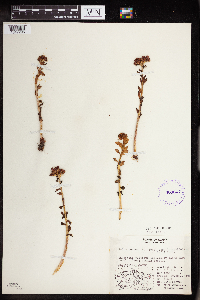 Rhodiola integrifolia image