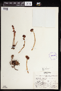 Rhodiola integrifolia image