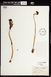 Rhodiola integrifolia image