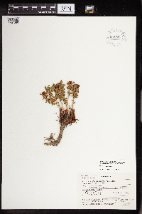 Rhodiola integrifolia image