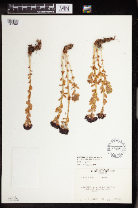Rhodiola integrifolia image