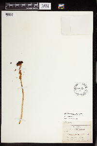 Rhodiola integrifolia image