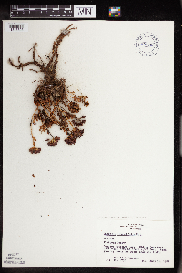Rhodiola integrifolia image