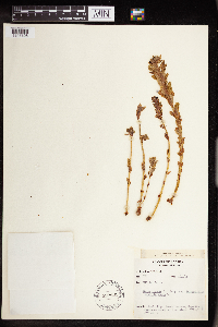 Rhodiola integrifolia image