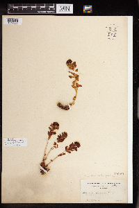 Rhodiola integrifolia image