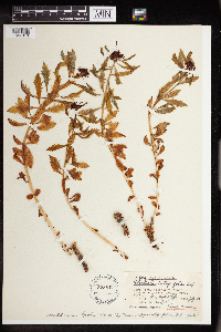 Rhodiola integrifolia image