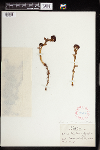 Rhodiola integrifolia image