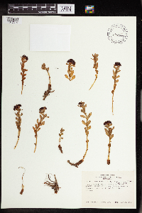 Rhodiola integrifolia image