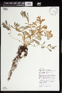 Rhodiola integrifolia image