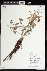 Rhodiola integrifolia image
