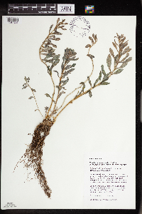 Rhodiola integrifolia image
