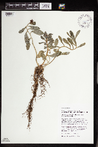 Rhodiola integrifolia image