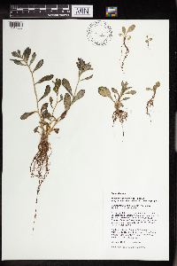 Rhodiola integrifolia image