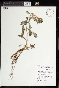 Rhodiola integrifolia image