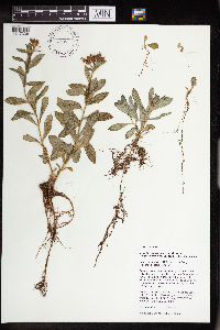 Rhodiola integrifolia image