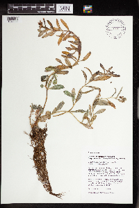 Rhodiola integrifolia image