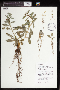 Rhodiola integrifolia image