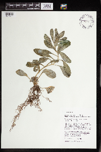 Rhodiola integrifolia image