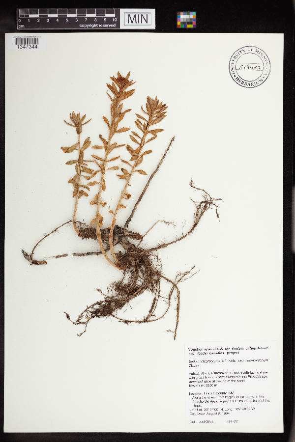 Rhodiola integrifolia subsp. neomexicana image