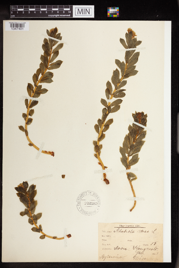 Rhodiola rosea image