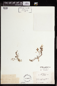 Sedella pumila image