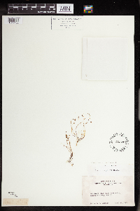 Sedella pumila image