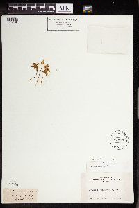 Sedella pumila image