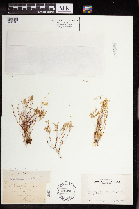 Sedella pumila image