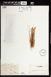 Sedella pumila image
