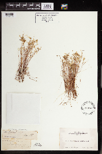 Sedella pumila image