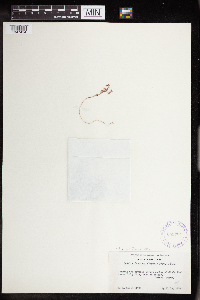 Sedella pumila image