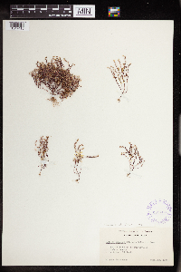 Sedella pumila image