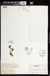Sedella pumila image