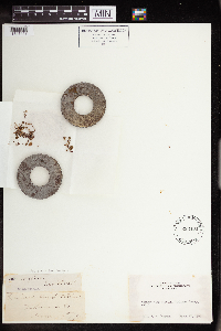 Sedella pumila image